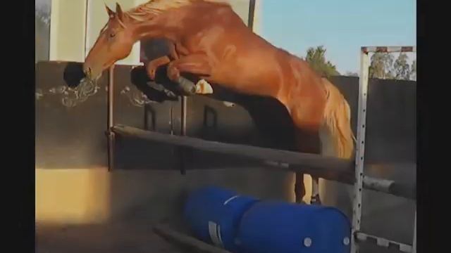 Cera Quantro- 3 year old Colt (Quantum x Carinjo x Calypso 1)