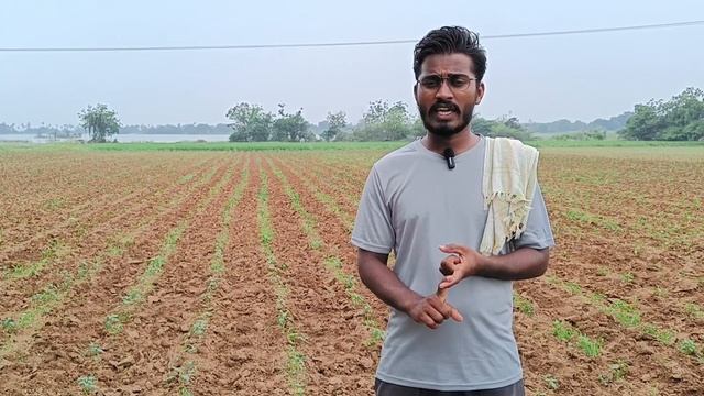 మిరపలో ముడత, వైరస్, తెగుల దృష్ట్యా మందు పిచికారీలు ఎలా ఉండాలి? TFS Sagubadi #suryabhaskar