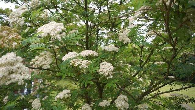 Bees in Wayfaring trees