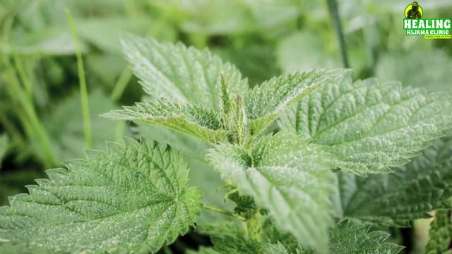 MIRACLE HERBAL TEA FOR HORMONE BALANCE : BEAT PCOS & INFERTILITY NATURALLY! RESEARCH PROVEN| DR ASM
