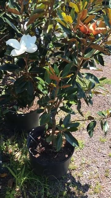 A bumblebee working on a little gem magnolia at Highland Hill Farm call us at 2156518329 for plants
