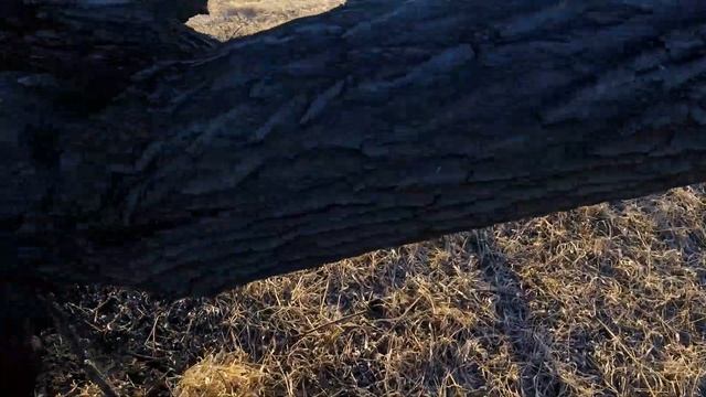 Выезд на утиную охоту (вечерка и утрянка). Ночуем в избушке / балагане.