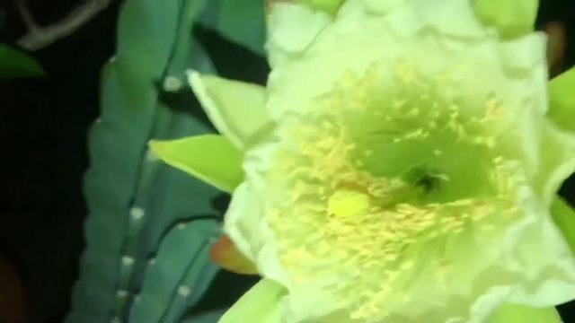 Abertura da Flor de mandacaru Sem Espinho