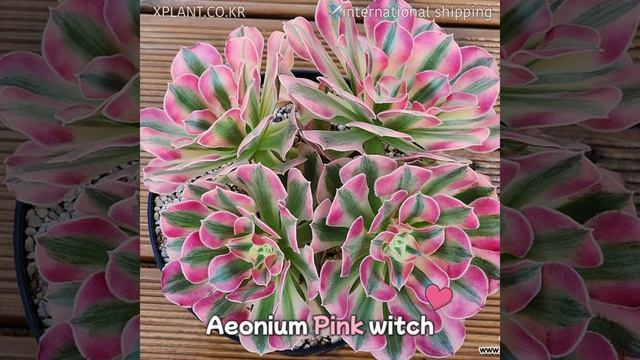 마법을 부린 듯 넘나 예쁜 에오니움 핑크위치 Aeonium Pink witch ❤️ 다육식물 천국 엑스플랜트🌵#succulent #echeveria #succulentlove
