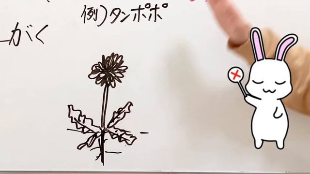 中1理科 ↑この花のつくりが言えたら合格！【見るだけで90点超え】