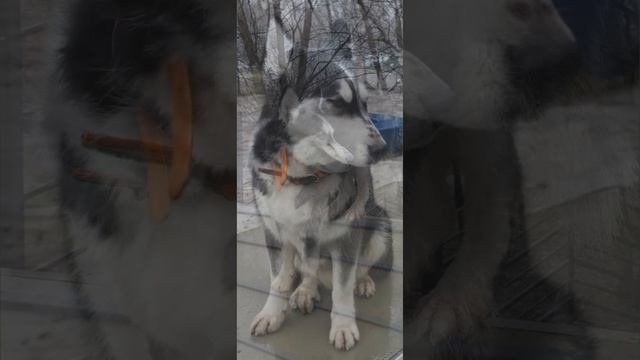 Хаски Дик красивый пес)