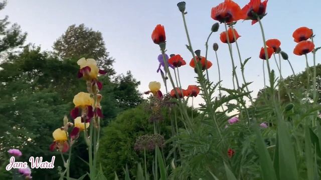 Peonies and other gorgeous flowers in my garden | spring