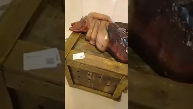 Kothakar jelera ei sumudra jantu ta dhoreche?