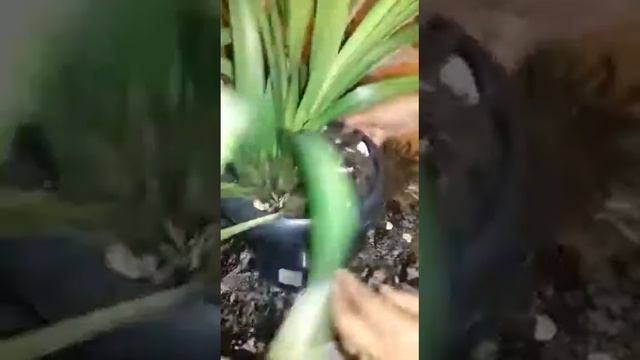 " Replantando Cymbidium - Parte 2 "