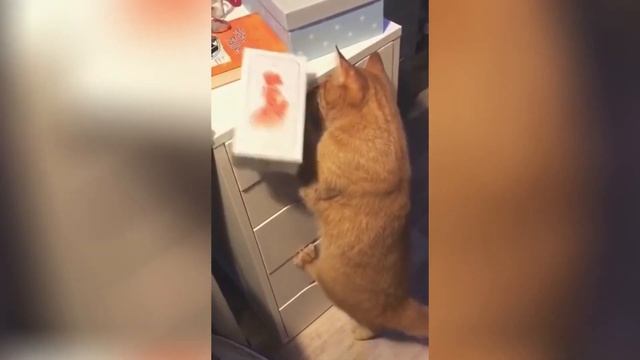 САМЫЕ МИЛЫЕ ВИДЕО С КОТИКАМИ | THE CUTIEST KITTEN VIDEOS #11