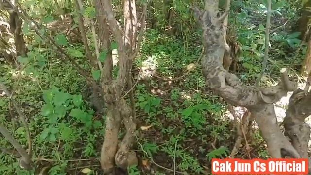Part 2....Bahan Bonsai Mimba (Azadirachta indica A Juss)...