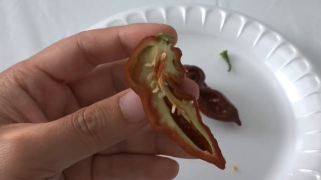 What's That Pepper Ep29 - Chocolate Bhut Jolokia
