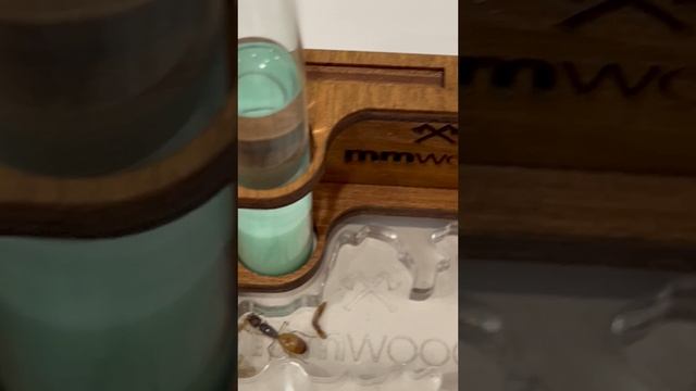 Муравьи едят сахарный сироп
