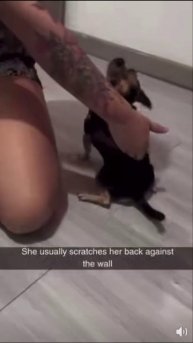 Что делает собака?