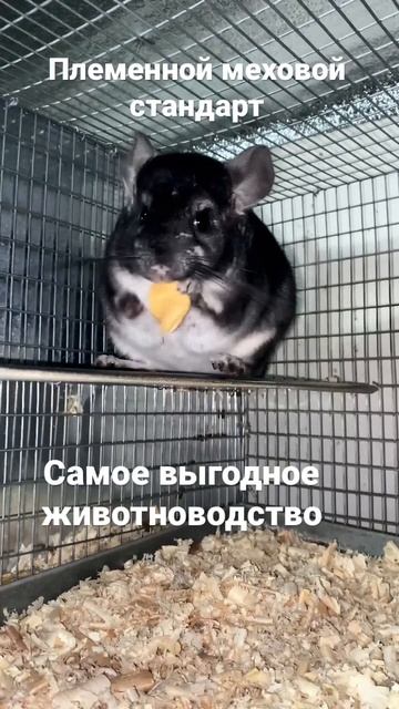 Сельское хозяйство