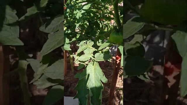 Цветы, томаты. Часть 1.