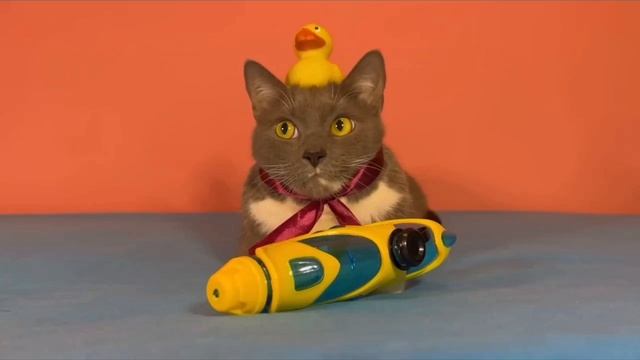 котики в школе проходят испытания. в стиле Кен..