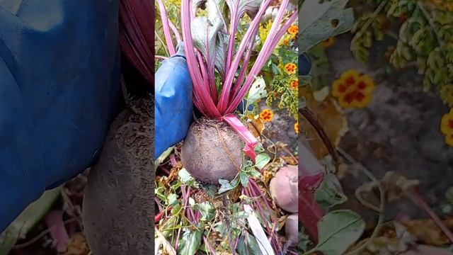 буряк Детройт і пародія на столовий буряк