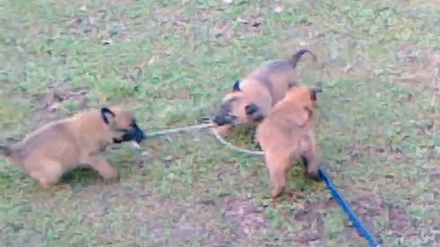 Malinoe 40 dana starosti - Odgoj - obuka pasa 061 745 844