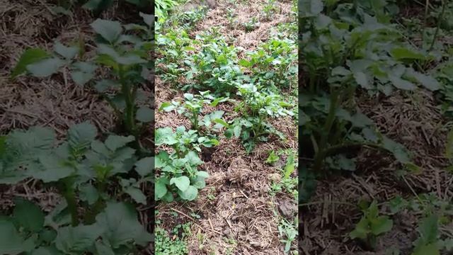 картошка растет на месте бассейна под мульчей с под поросят и шикарно себя чувствует 👍