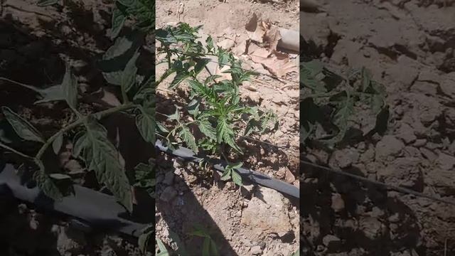 tomato farmer,in zambia