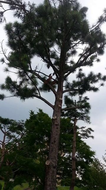 진주 대왕송(giant king pine tree in Jinjoo)