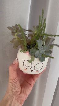 Живые суккуленты в декоративном кашпо