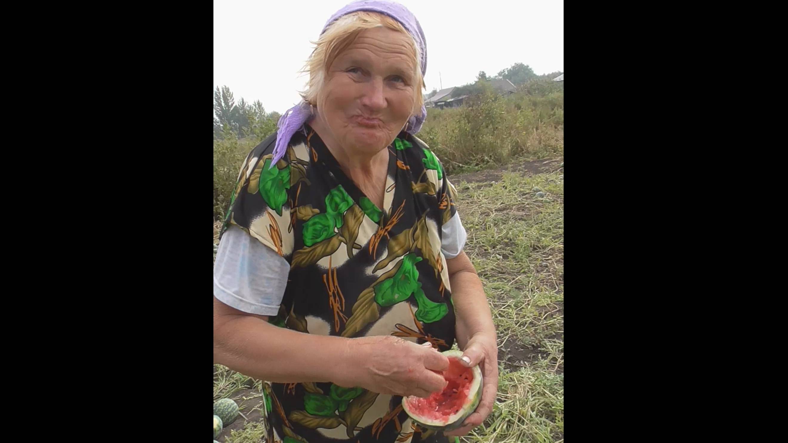 Бабушка ест красный арбуз на огороде