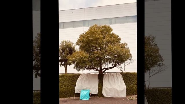 2020.12.11剪定作業