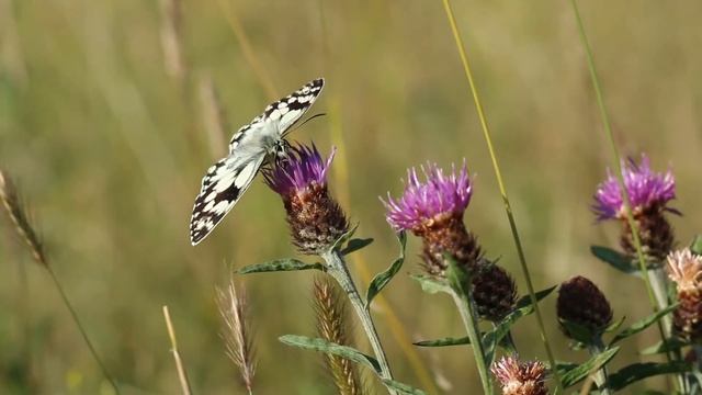 Nectaring Marbled White