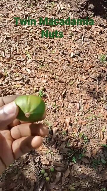 Picking Twin Macadamia Nuts | Outdoorsy #Farming #Nuts #Farm