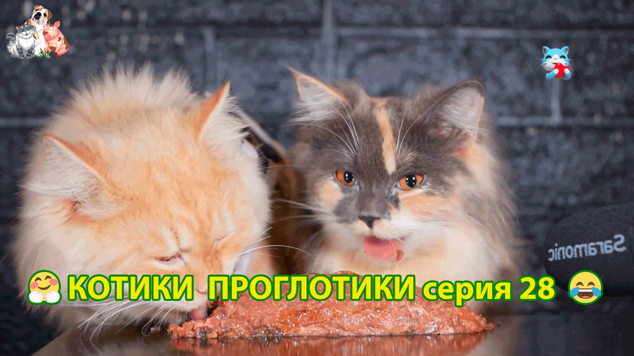 Котики-проглотики растут будущие птицеводы 🐈🐈⬛😹 эпизод (28)