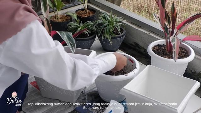 #dailyvlog #silentvlog - REPOTING CALATHEA STROMANTHE - DECORATE MINI GARDEN