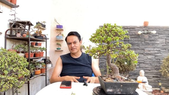 CUANDO REGAR LA PORTULACARIA AFRA #bonsai #jade