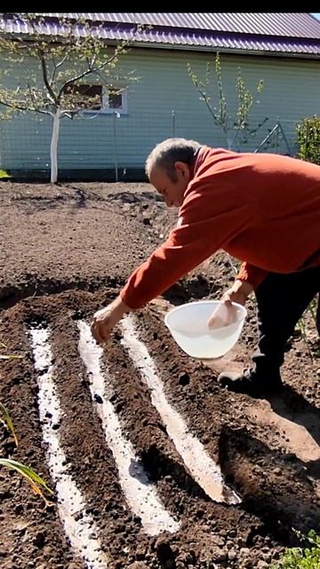 МОЙ СПОСОБ ПОСАДКИ СЛАДКОГО ГОРОХА