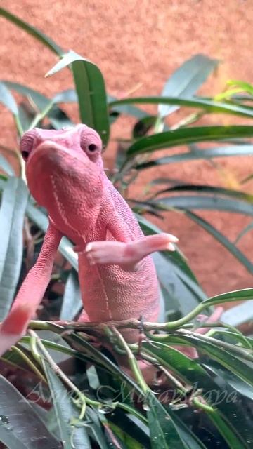 МИЛЫЙ РОЗОВЫЙ ХАМЕЛЕОНЧИК 🐟 ОКЕАНАРИУМ СПБ #2023