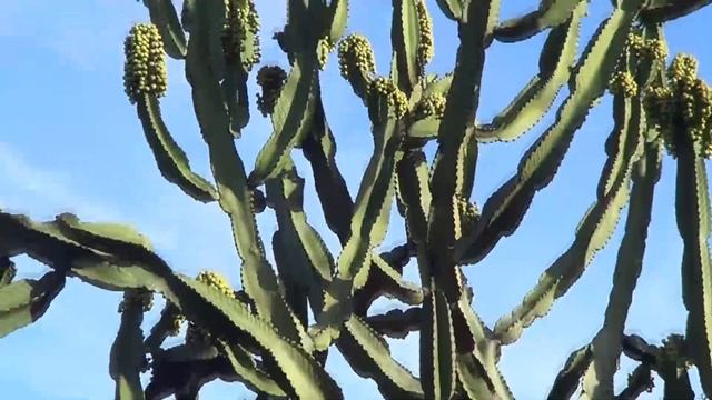 The Plant Traveller: Euphorbia ingens  the Cristate Montrose form