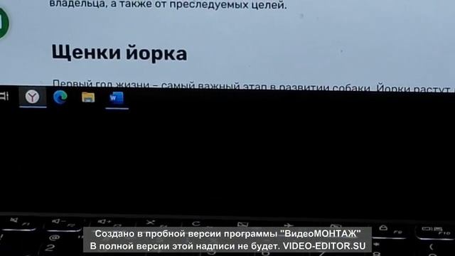 Собака подписчиков.| Всё о породе йорк.| Алёнка сластёнка pets.