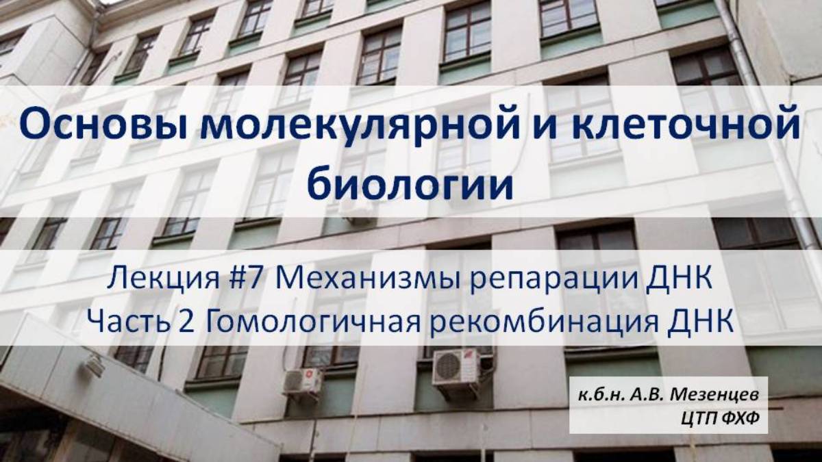 Основы молекулярной и клеточной биологии (2024) Л7 Репарация ДНК Ч2 Гомологичная рекомбинация.