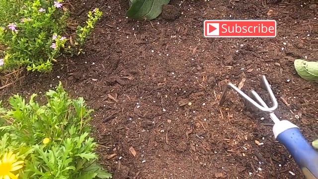 Sowing wildflowers, carrots, borage, and onion seeds/Growing with Lalascrops