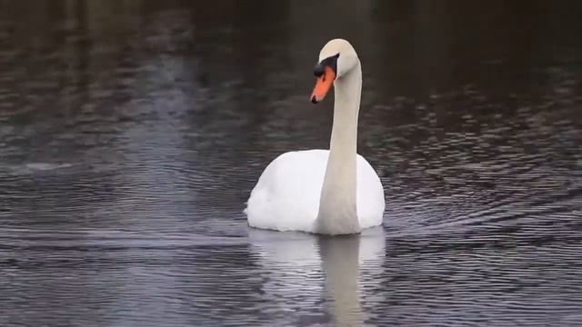 Mute Swan New Life
