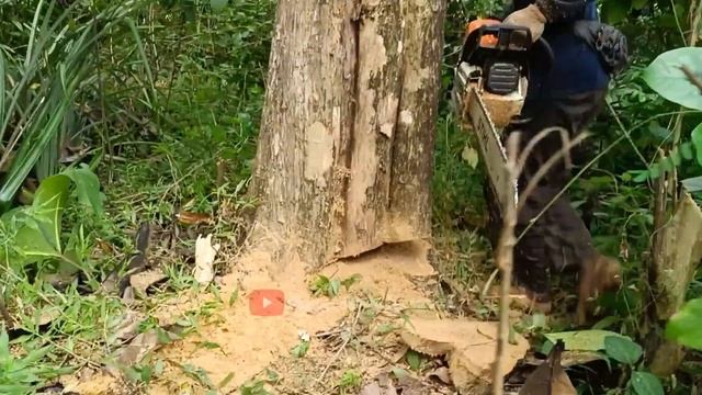 daily work cutting teak trees for furniture - Husqvarna 395 xp - STIHL MS 881