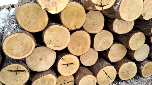 Заготовка бревна кедра компанией ДРЕВМАСТЕР