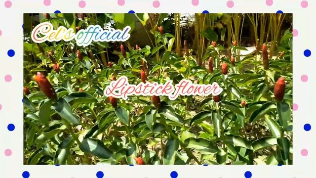 #Red Button Ginger Plant(parang lipstick)