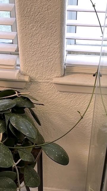 Sneaky Hoya Obovata Grew While I Wasn't Looking! 👀  WOW! 🪴🌿💚