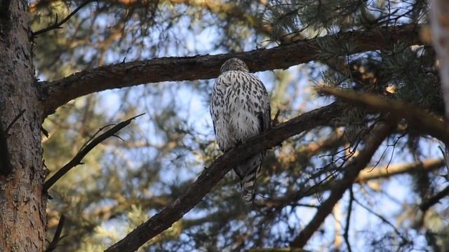 Тетеревятник (молодая самка) - Accipiter gentilis - Eurasian goshawk (juvenile female)