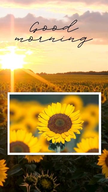 good morning sunflower #relaxingmusic #youtubeshort #youtubeshorts #youtubeshortsvideo #stressrelie
