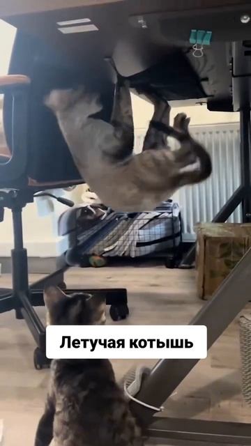 Летучая котышь😁