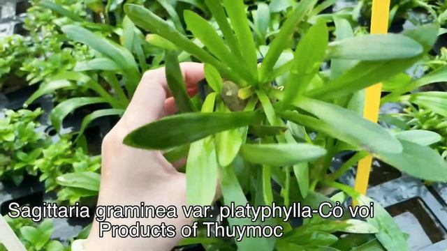 Sagittaria graminea var.platyphylla-Cỏ voi-www.thuymoc.com.vn