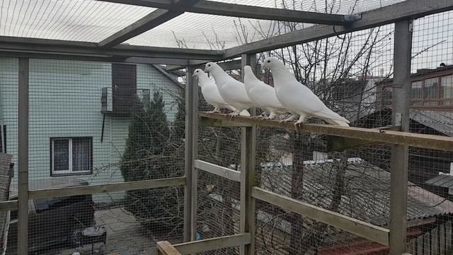 Бакинские голуби линий Арунасa и Валдаса +370 684 72547